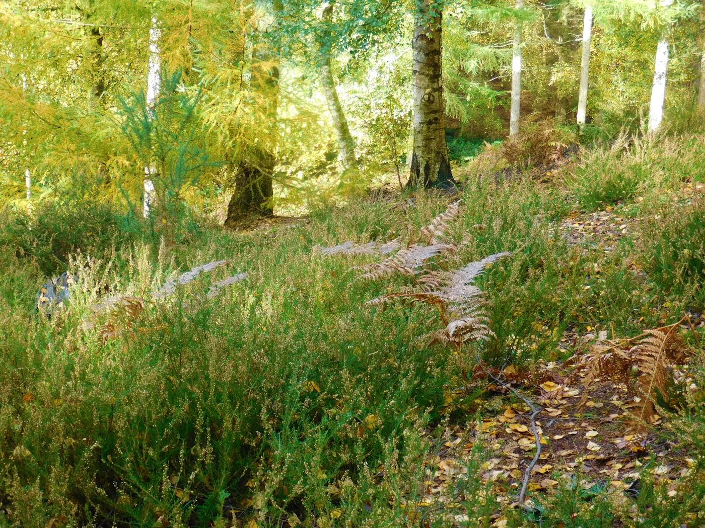 Rushmere Country Park at Heath and Reach, where the Greensand Trust's £4 Autumn Trail runs through the October half term.