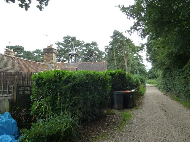 Pines and hedges along Bossington Lane, Linslade