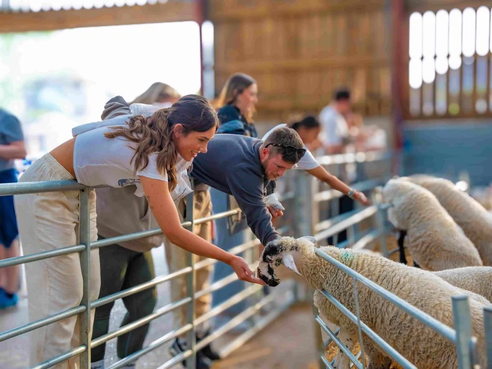 Visitors meeting the sheep at Mead Open Farm, Billington, from the farm's own Adult Farm Nights pages